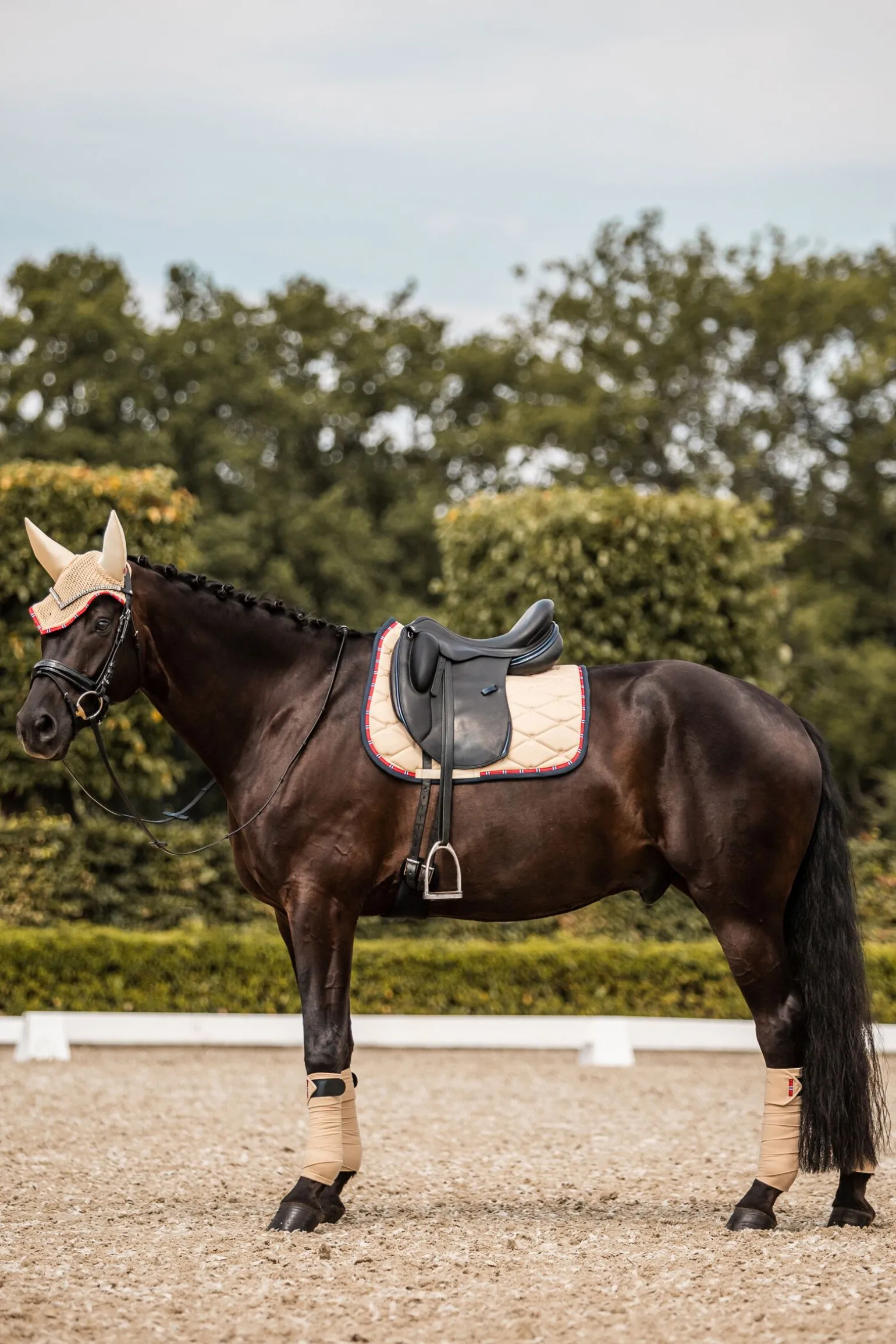 B Vertigo Amory dressursjabrak med brodert monogram