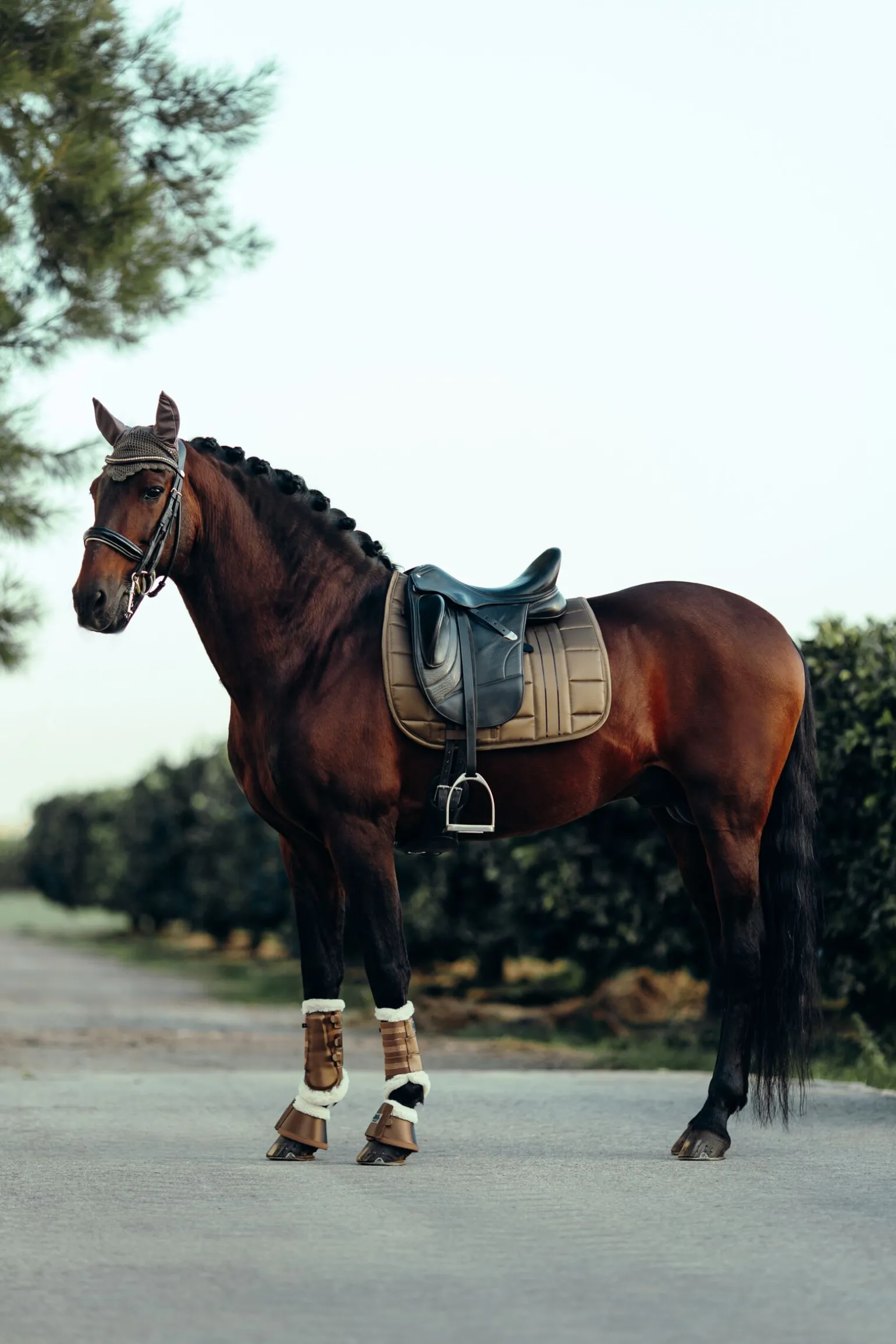 B Vertigo Drew dressursjabrak