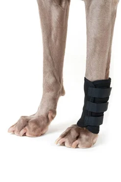 Back on Track beinbelegg til hund (1 stk)