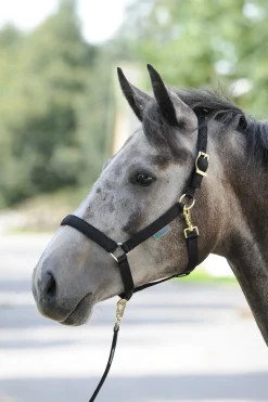 Bucas Dublin, polstret luksusgrime