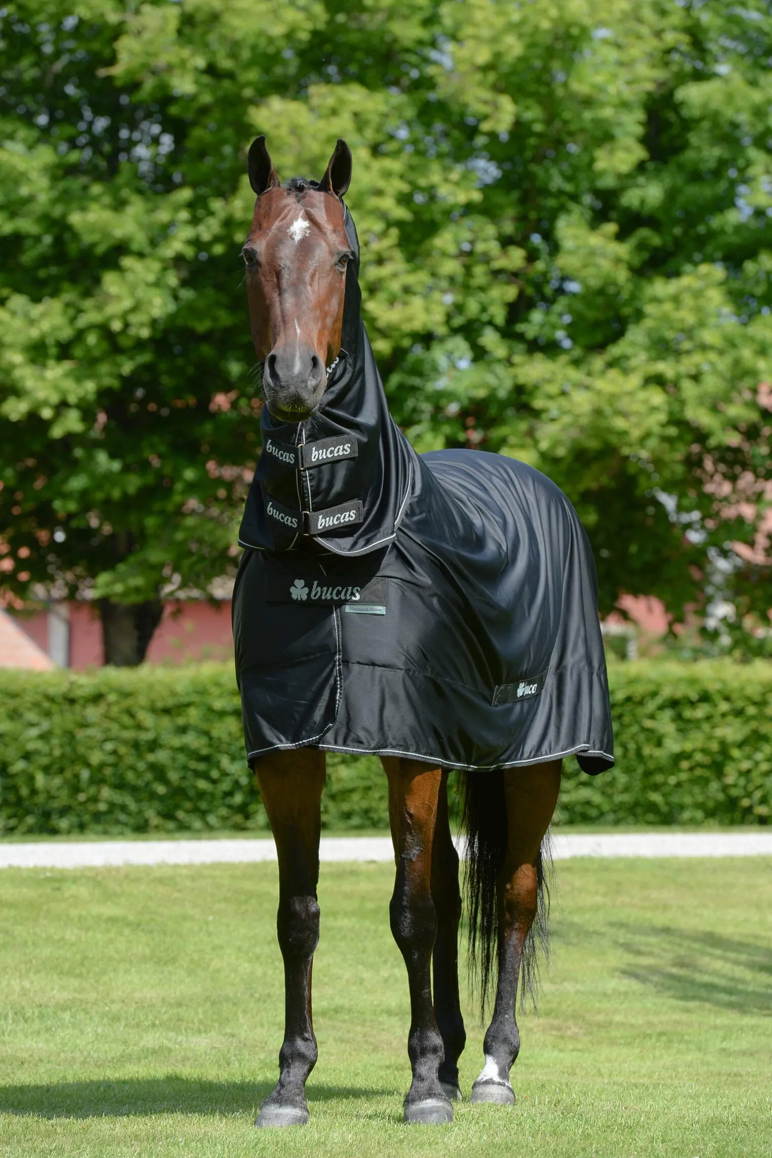 Bucas Shamrock Power dekken med hals