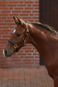 Covalliero TopLine føllgrime