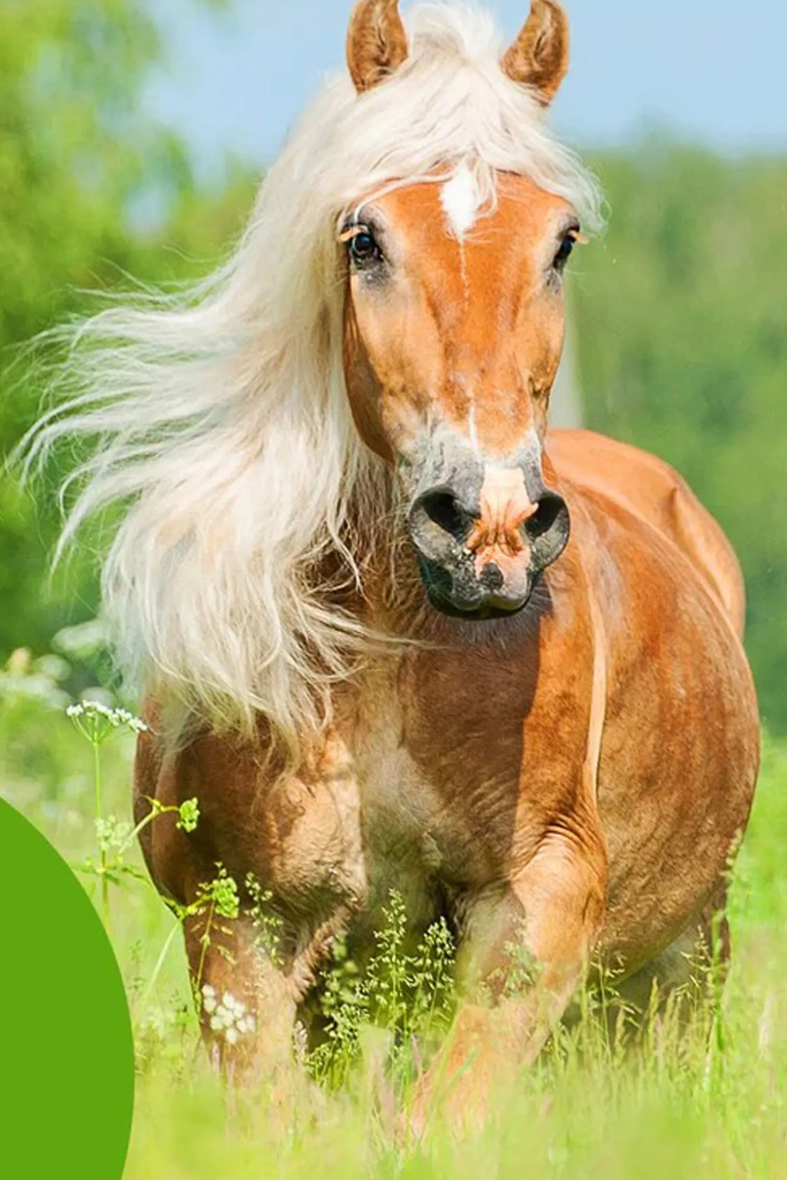 Cowboy Magic Detangler & Shine邃