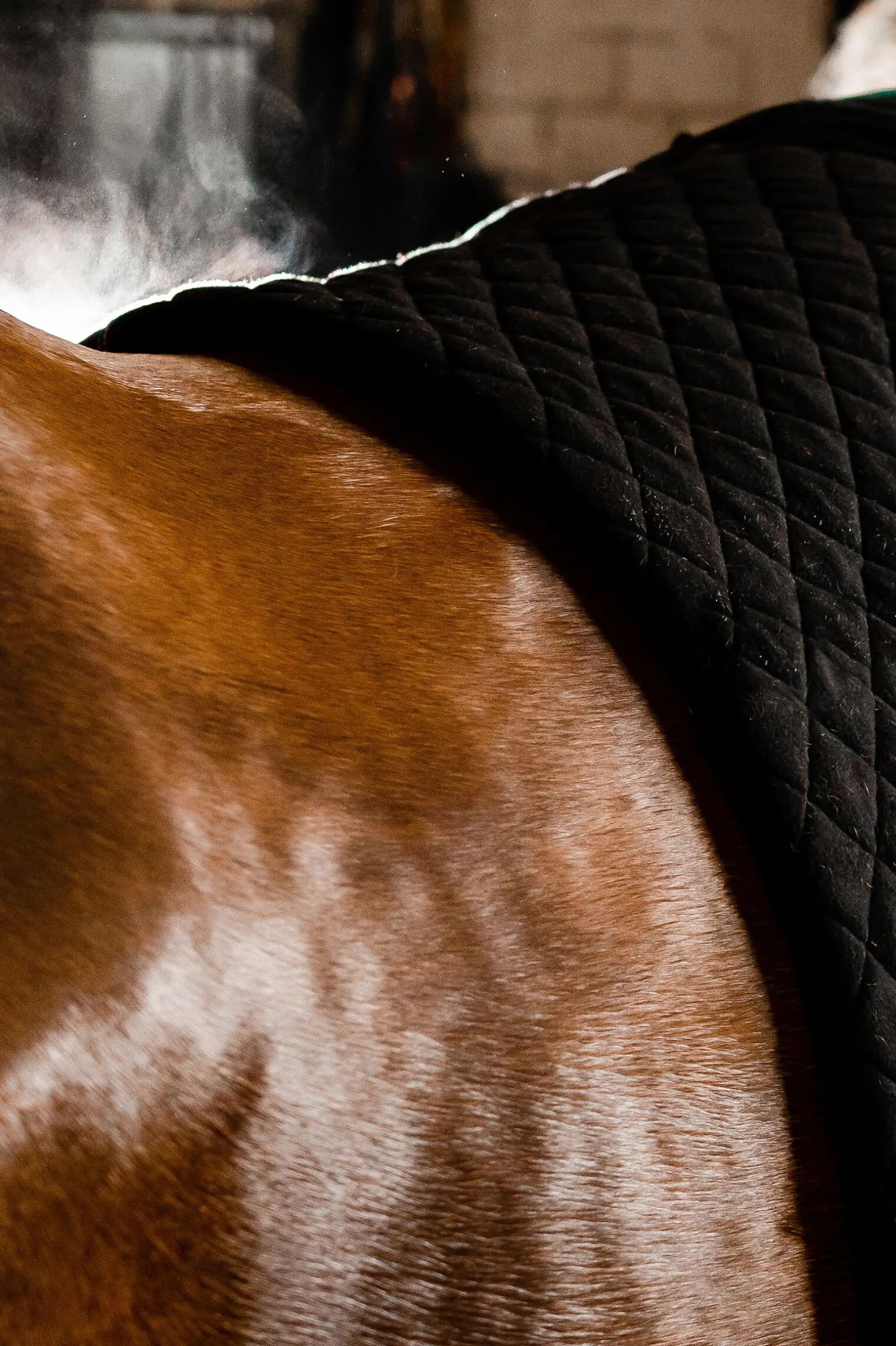 Horseware Autumn cooler