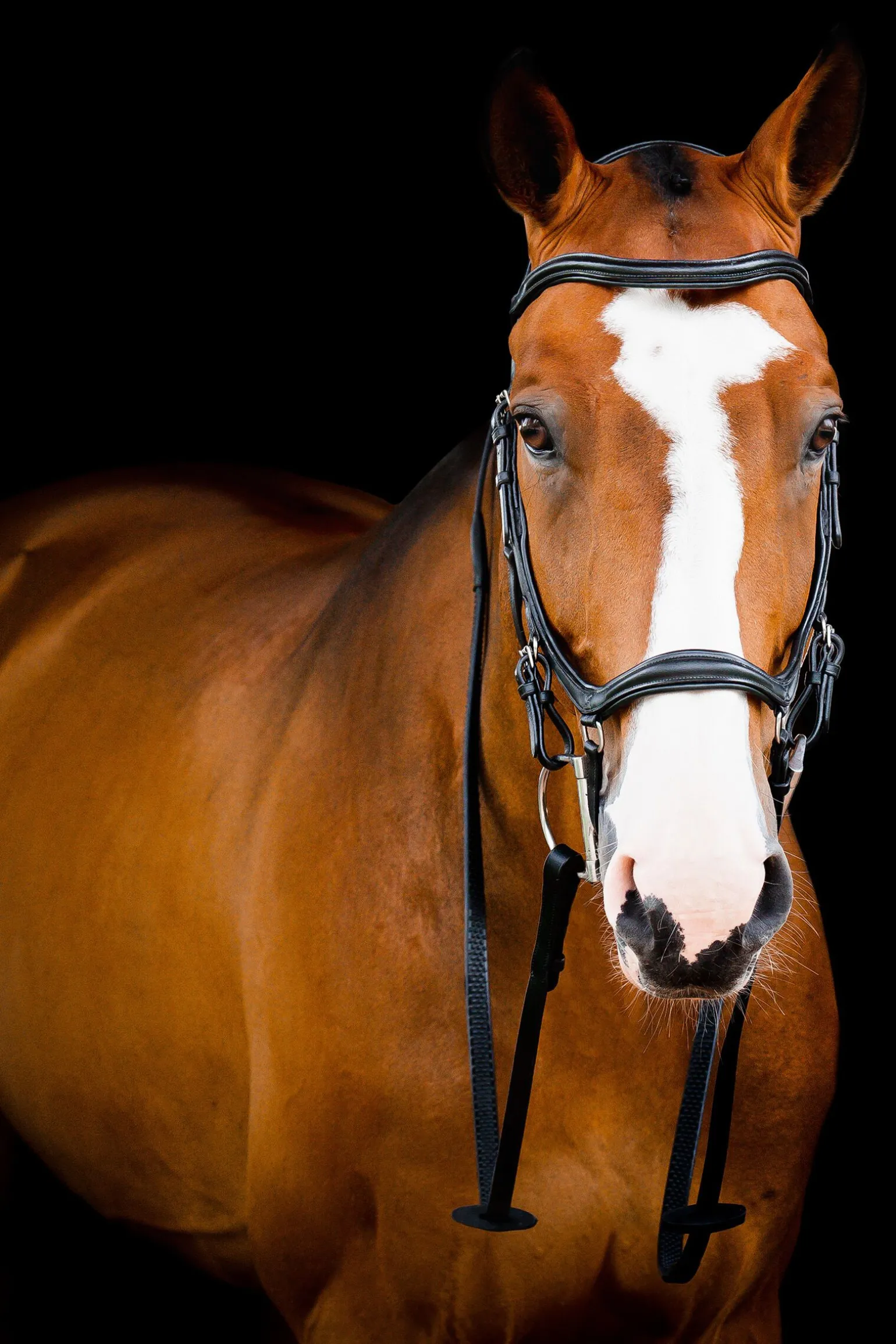 Horseware Micklem 2 Deluxe Competition Hodelag