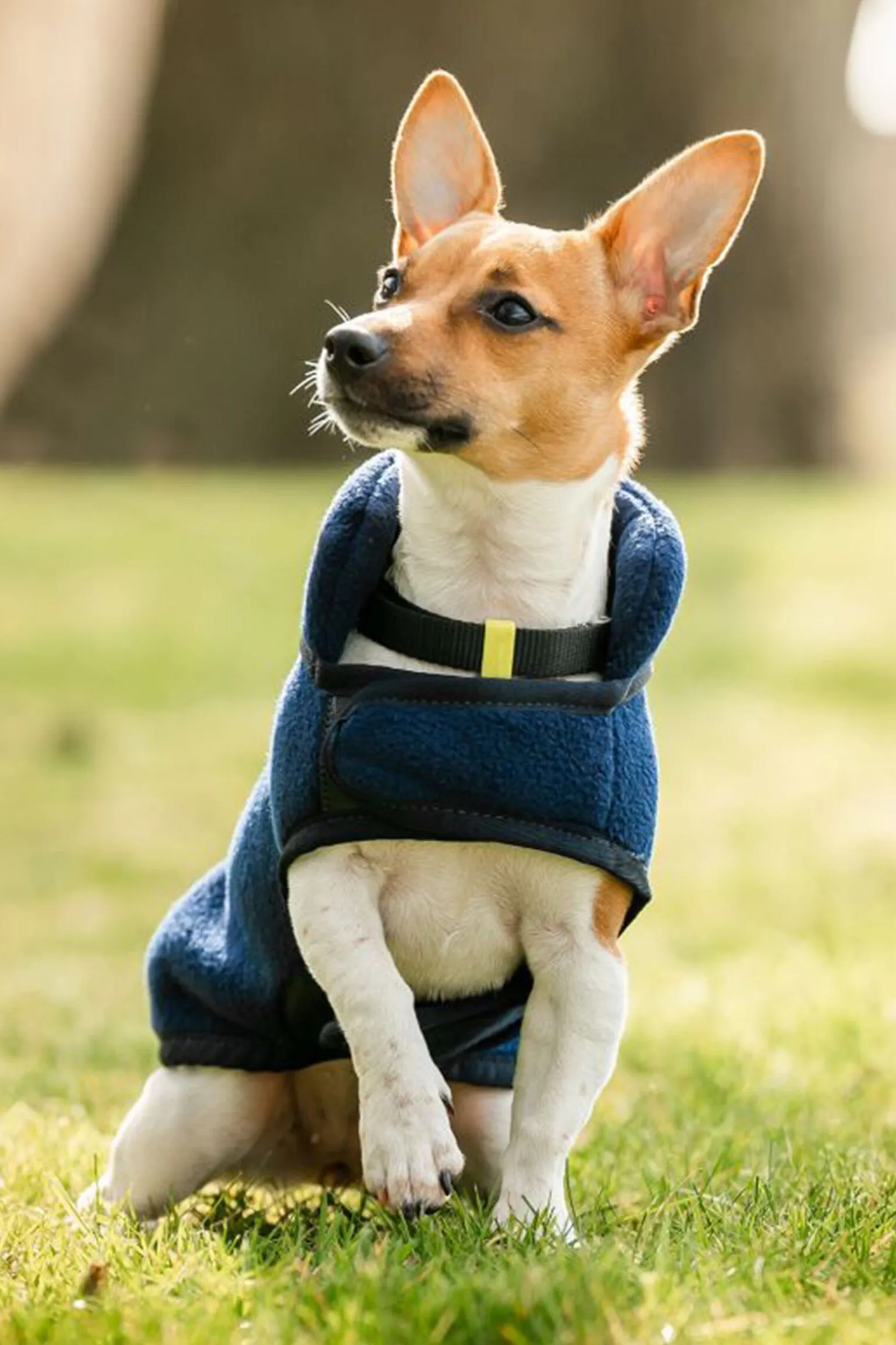 Horseware Signature Hundefleece-teppe