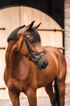 Horze Ice Water hodelag