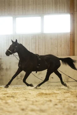 Horze longeringsgjord i nylon