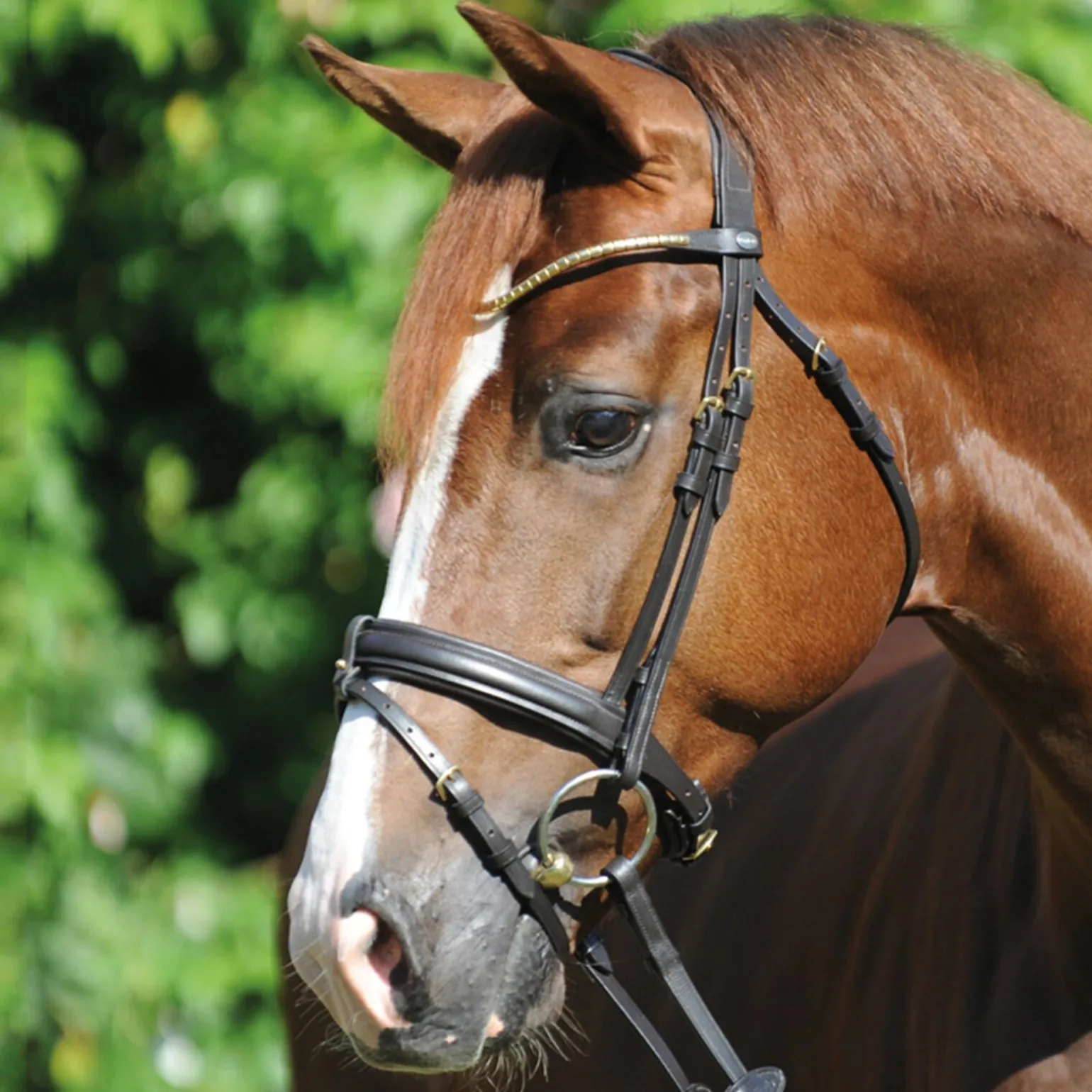 Kavalkade Clinchesse Bridle