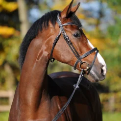 Kavalkade Ella KavalSH4 hodelag