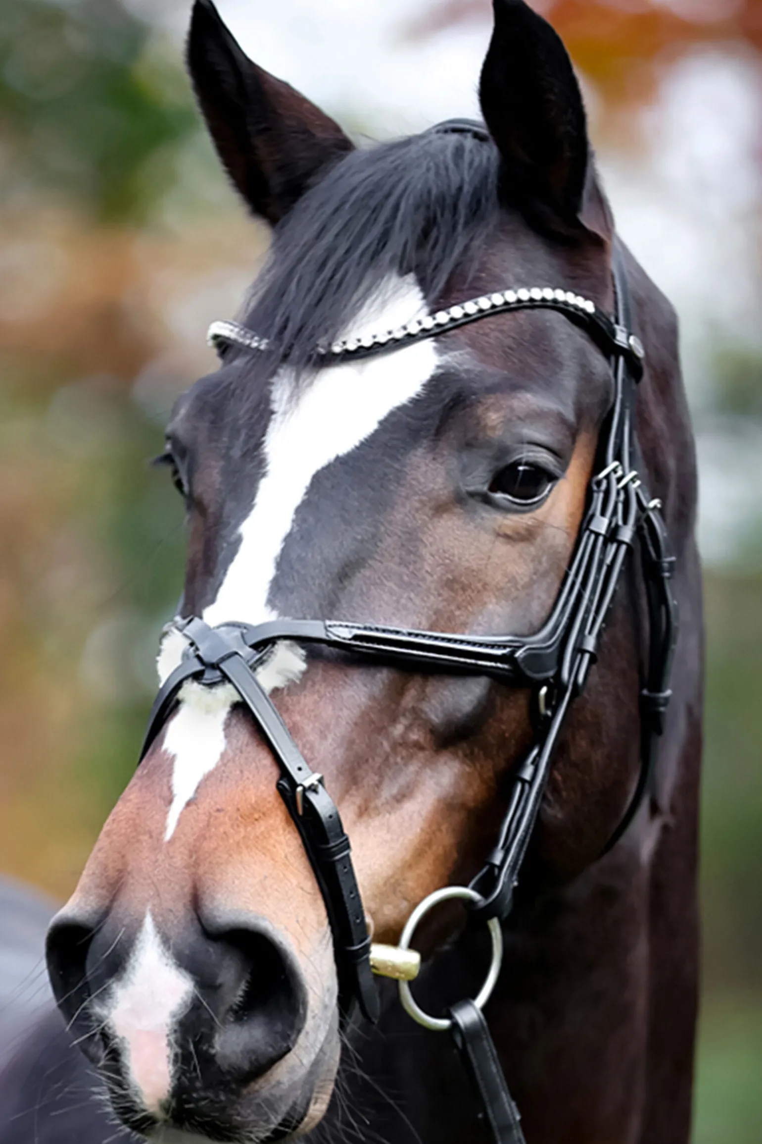 Kavalkade Lucia Mexican Bridle