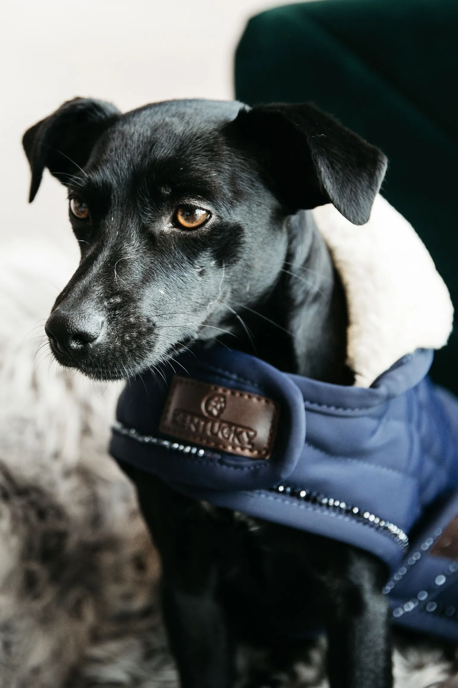 Kentucky Dogwear Pearls hundedekken