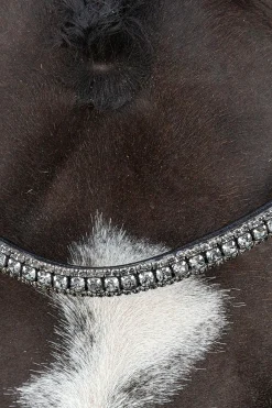 Schockemöhle Sports Brindisi Kandarhodelag