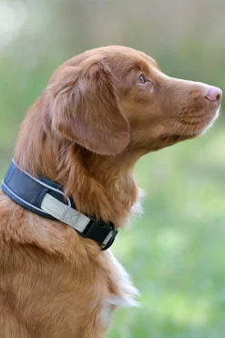 Weatherbeeta Explorer hundehalsbånd